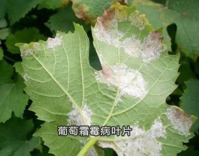 高清特写图:萝卜霜霉病叶片正反面对比,清晰展示病斑形态、霉层分布及叶脉走向,背景为露水湿润的田间环境 萝卜霜霉病典型症状:叶片正面淡黄色不规则斑块,背面覆盖灰白色浓密霉层,叶脉清晰可见