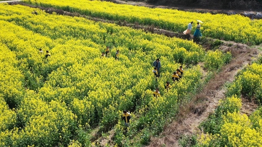 婺源油菜花田中的游客与摄影师,人们在花海中拍照留念,记录美好瞬间 婺源油菜花田中的游客与摄影师