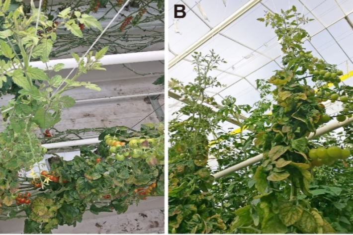 温室中并列生长的安特莱斯与普罗旺斯番茄植株,左侧植株叶片较宽、节间短,为安特莱斯;右侧叶片深绿、茎秆粗壮,为普罗旺斯。两株均处于开花末期,可见花序分枝差异明显 安特莱斯与普罗旺斯番茄植株对比图