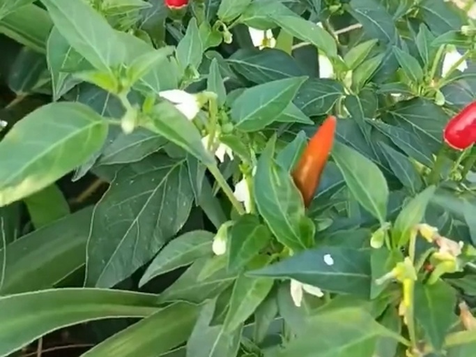 辣椒王植株特写