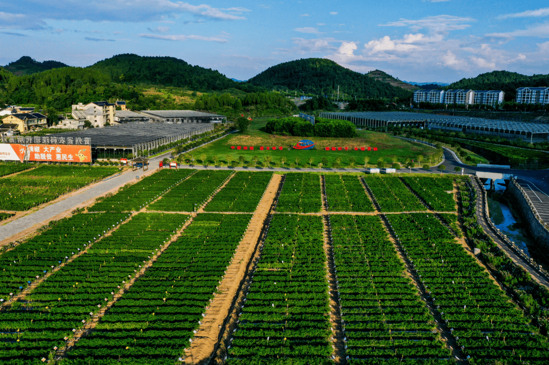 遵义辣椒种植基地