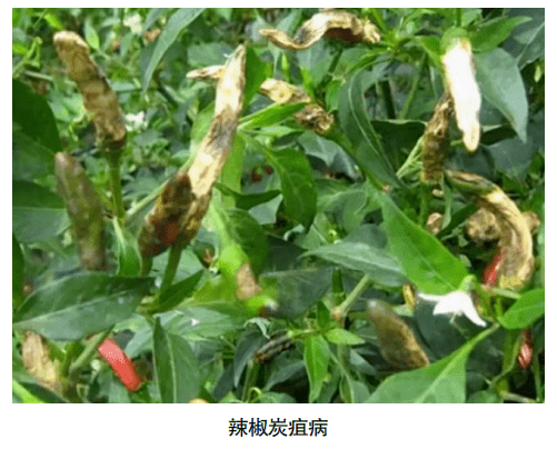 图示圆椒炭疽病果实症状:病斑直径0.5–1.5 cm,呈同心轮纹状凹陷,表皮破裂露出浅褐色果肉;病斑表面密生针尖大小黑色小点(分生孢子盘),潮湿环境下小点周围有橙红色黏质物;病健交界清晰,无晕圈 圆椒炭疽病果实典型病斑图:成熟果实表面出现圆形凹陷病斑,中央黑褐色、边缘红褐色隆起,病斑上密布黑色小点(分生孢子盘)