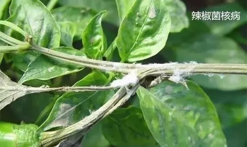 图示圆椒疫病全株症状:苗期茎基部缢缩倒伏;成株期主茎中下部出现暗绿色水浸状条斑,潮湿时表面覆盖稀疏白色霉层;叶片病斑自叶缘向内呈‘V’字形扩展,边缘深绿、中央浅褐;果实受害呈褐色软腐,病健交界明显 圆椒疫病典型症状图:茎基部水浸状暗绿腐烂伴白色霉层,叶片病斑呈“V”字形扩展,果实软腐凹陷