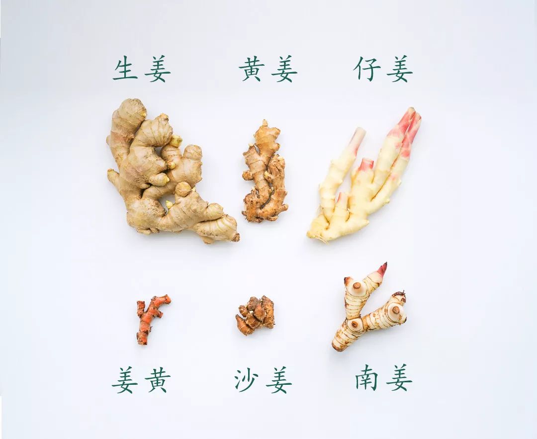展示姜科植物分类树状图,左侧为Zingiber officinale(黄姜/大黄姜),右侧为Alpinia galanga(南姜),标注科、属、种信息,并配有典型植株形态插图 植物学分类对比图