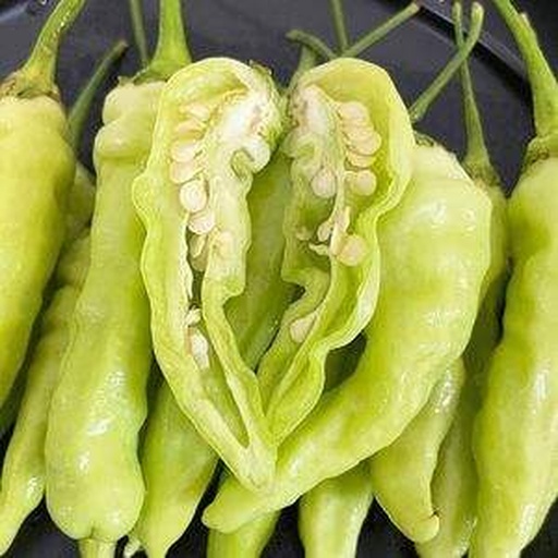 干辣椒显微结构示意图