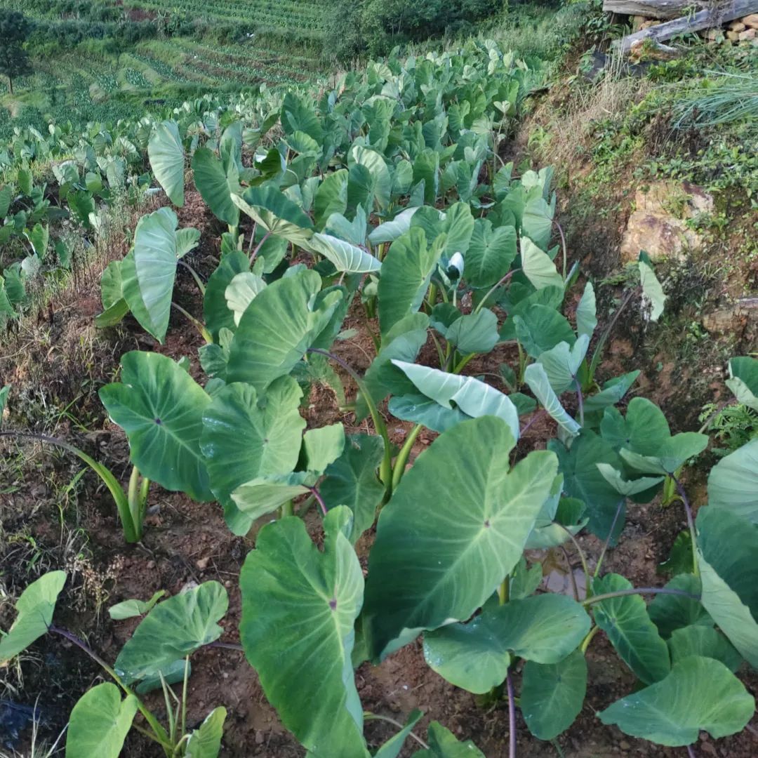 云南建水高山芋头种植基地航拍图