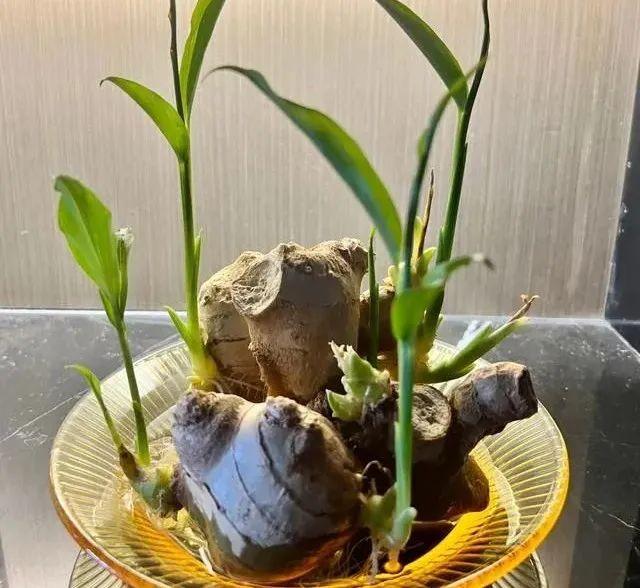 老姜发芽催芽过程图