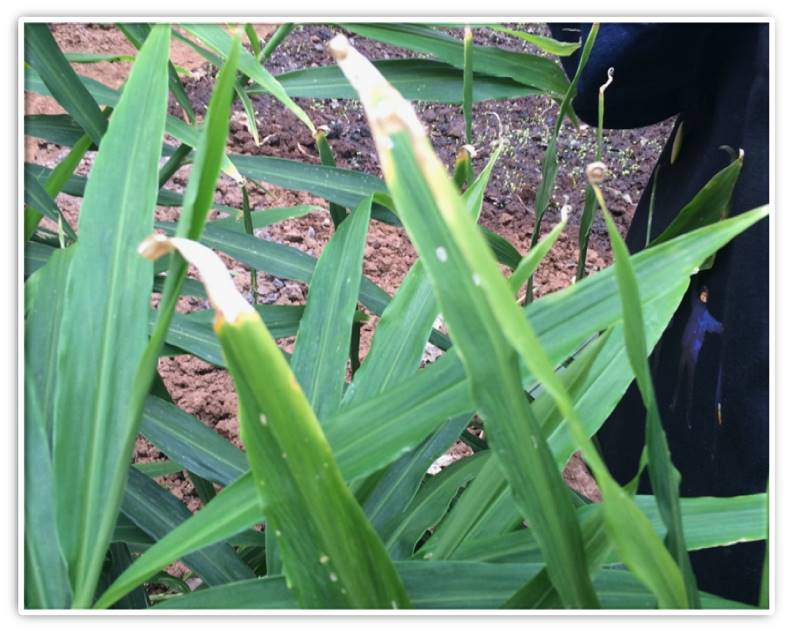 显微镜下可见根部组织褐变、腐烂,表面附着白色菌丝;病姜横切面显示维管束变褐,根系呈水渍状坏死,伴有黑色腐烂区域,周围健康组织界限清晰 大姜根腐病典型症状特写