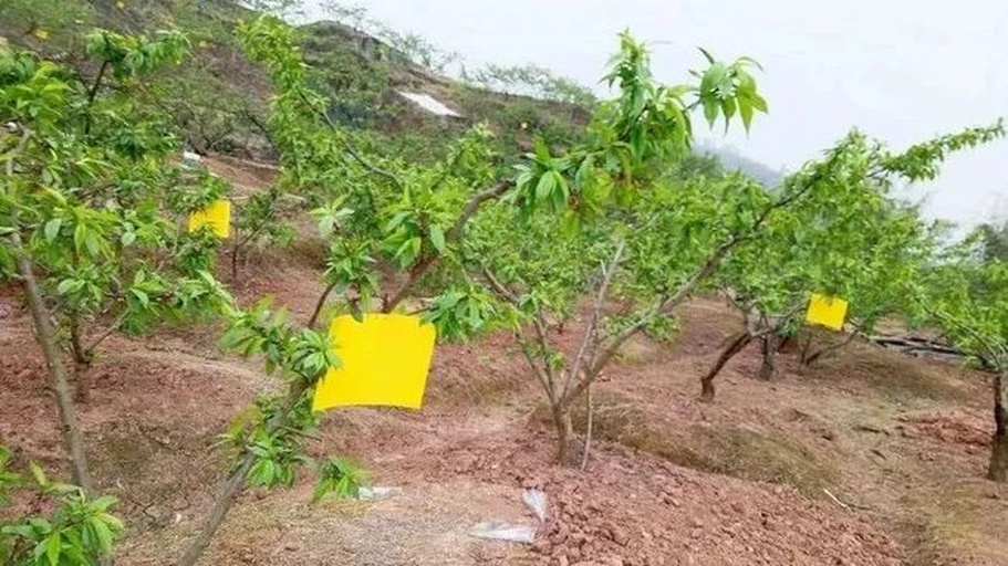 展示果园中悬挂的黄色粘虫板与释放捕食螨的纸袋,背景为健康的石榴树 果园黄板与捕食螨释放