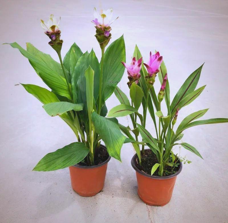 春季姜荷花种植现场,阳光适中,苗株初长 姜荷花春季种植场景