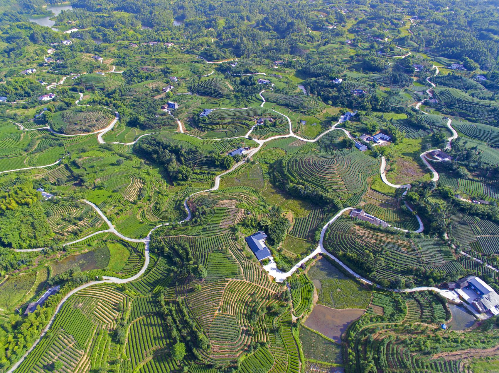 山芹村入口处石碑与茶田景观