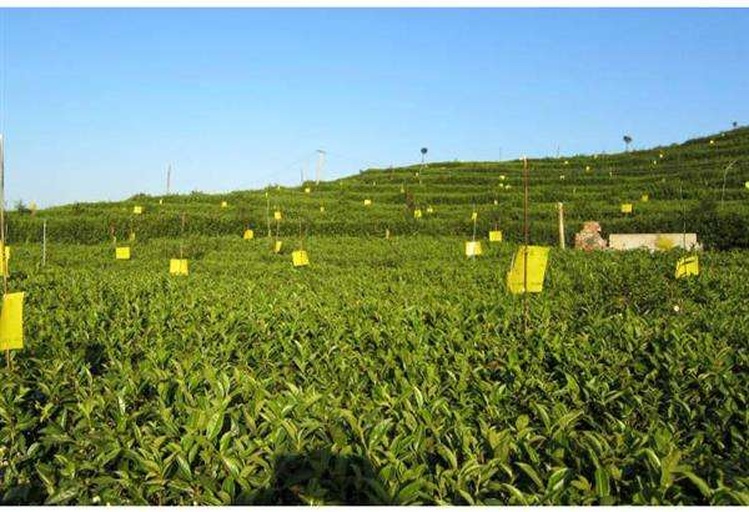 茶园杂草实景图