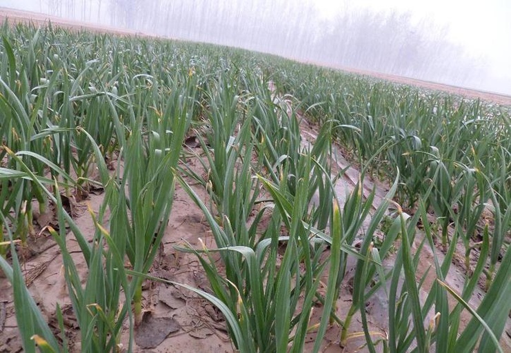 蒜苗冲施肥操作现场