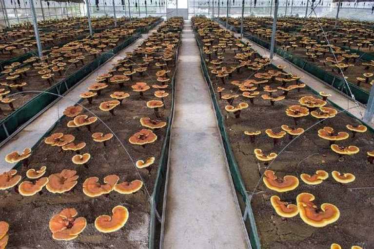 工厂内景,一条灵芝自动切片生产线正在运行,包含传送带、蒸汽软化舱、旋转切刀组和成品收集槽,工人佩戴手套监控运行状态,背景有温湿度显示屏 灵芝自动切片生产线现场图