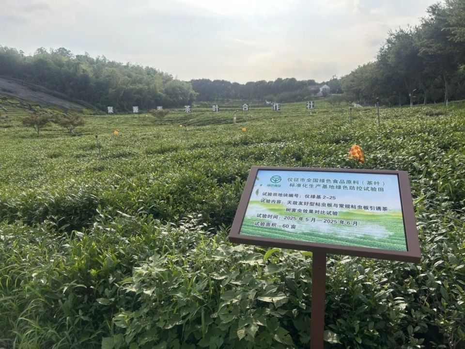 阳光玫瑰葡萄花前绿盲蝽防控现场图
