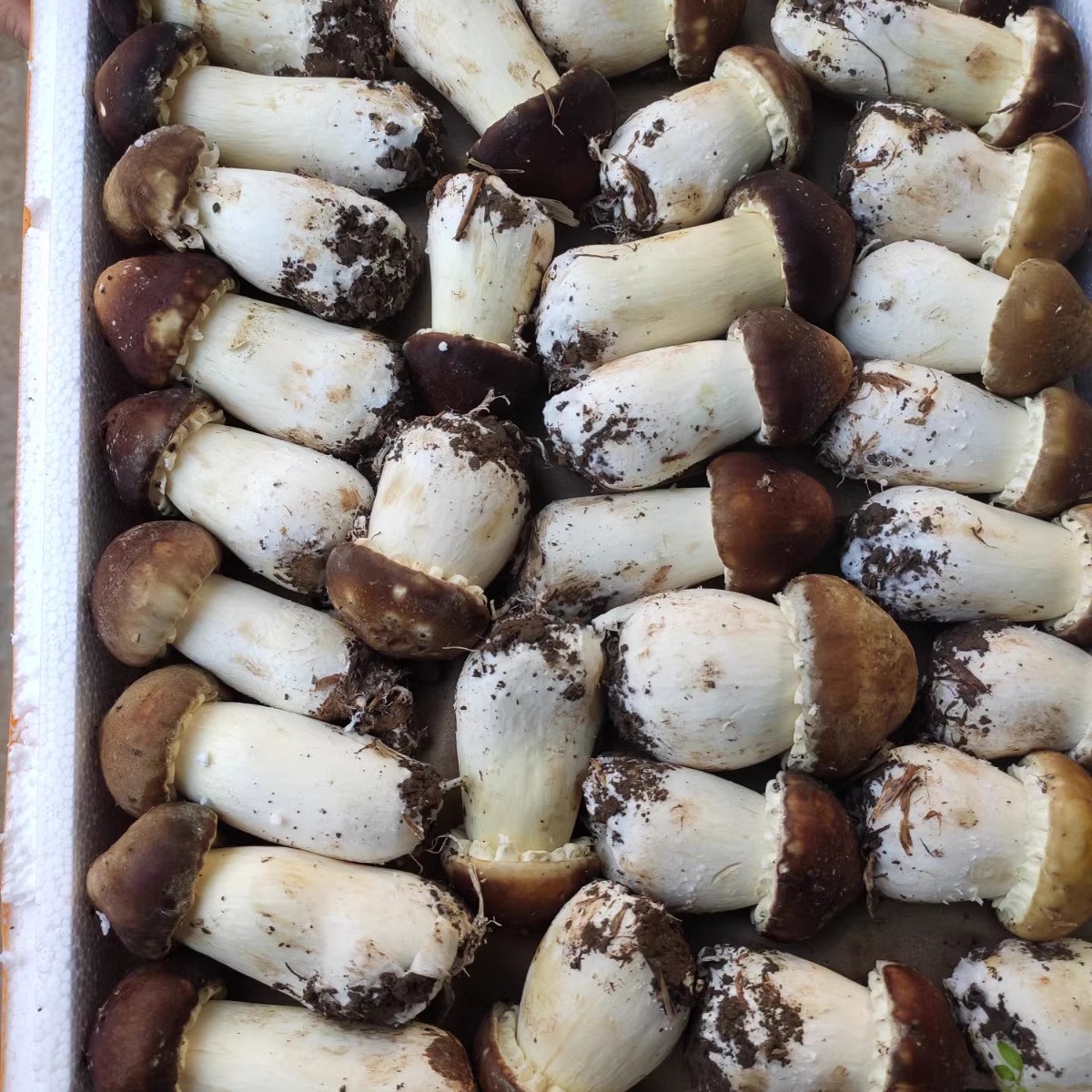 松茸与牛肝菌对比图