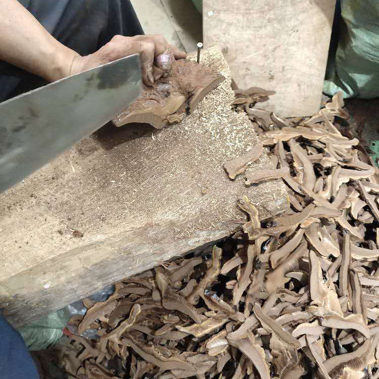 展示使用刀具进行灵芝切片的全过程 灵芝手工切片操作