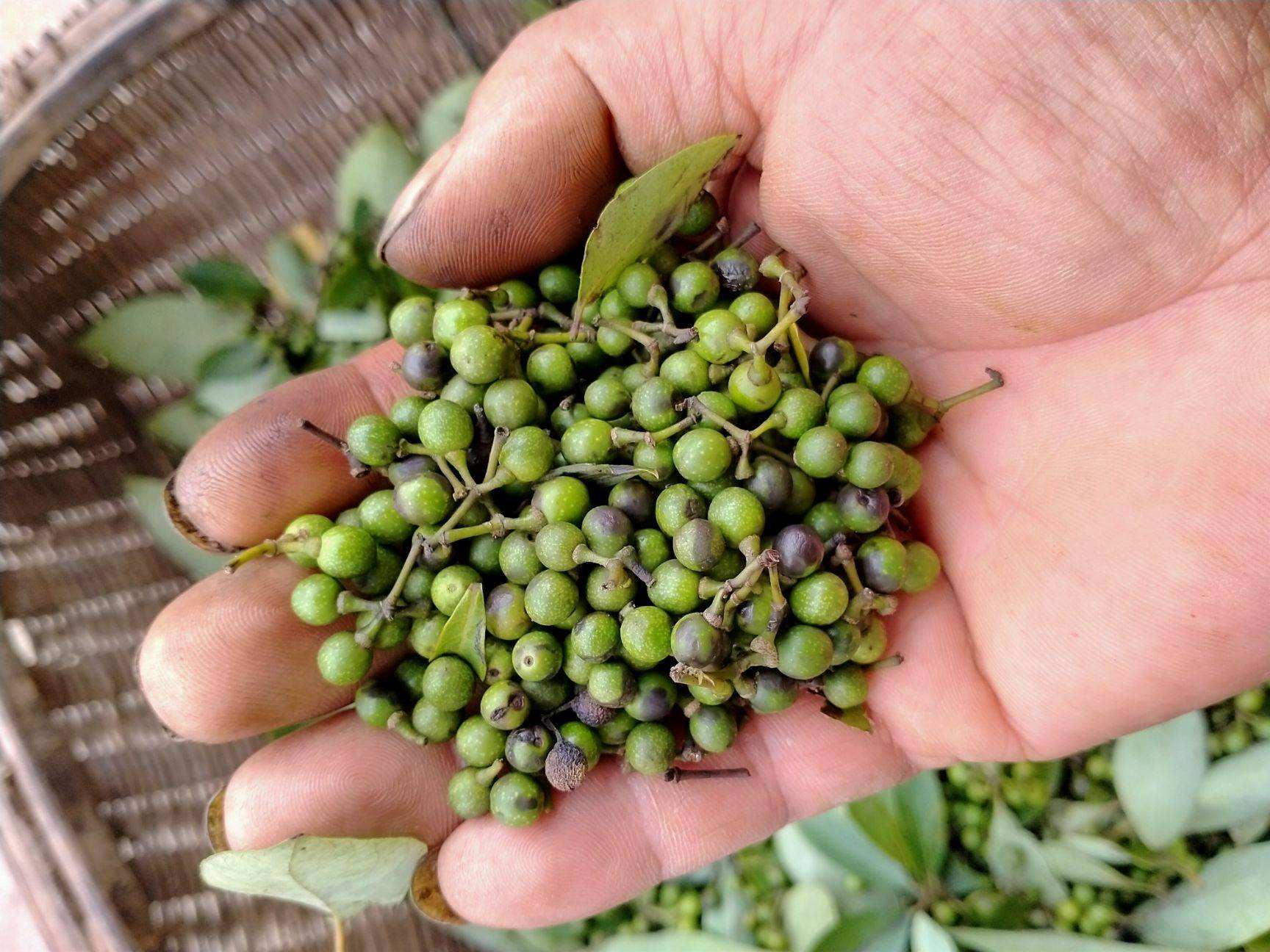 柬埔寨农民手工晾晒红胡椒场景