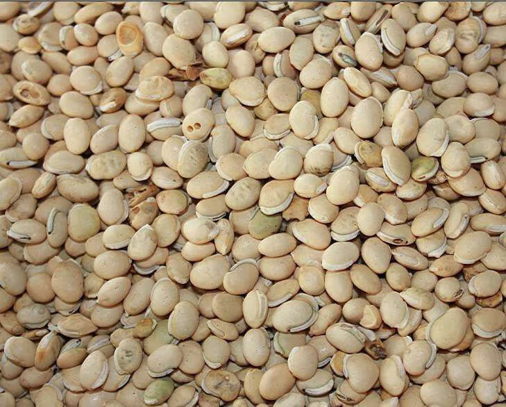 展示扁豆从田间采收到预冷、分级、打孔保鲜袋包装、装箱、进入冷库的全过程,配有工人操作场景和温湿度监测设备,突出冷链衔接细节 扁豆采后处理与冷藏包装流程图