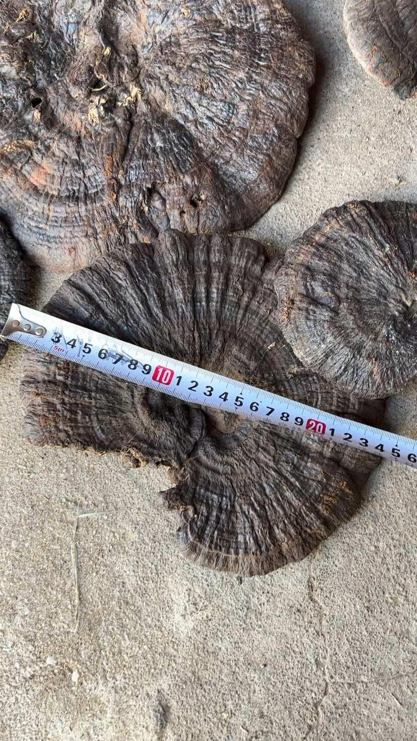 灵芝切片成品质量检测