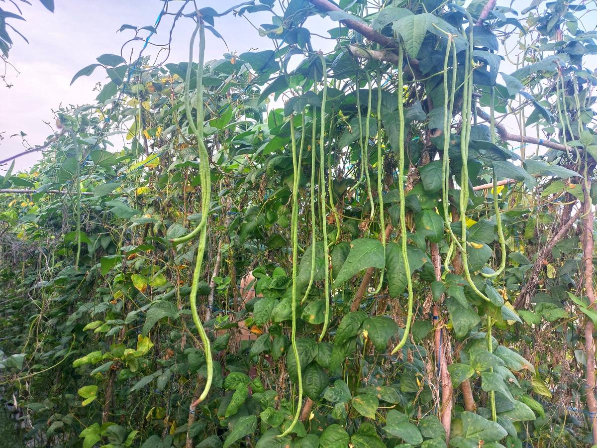 豆角采收标准对比图