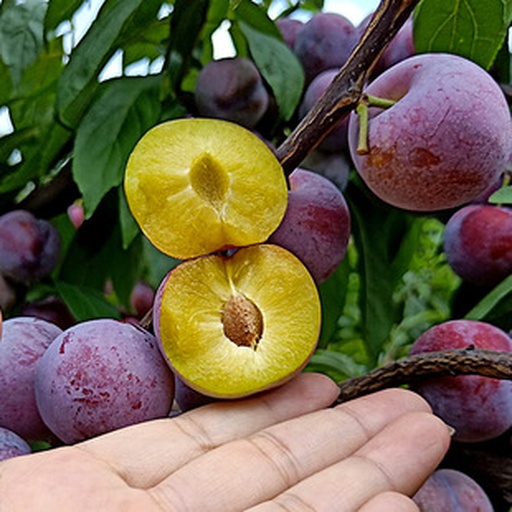 李子品种对比图