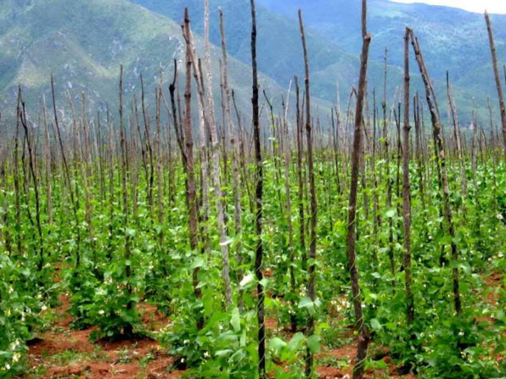 豆角树外观全景图