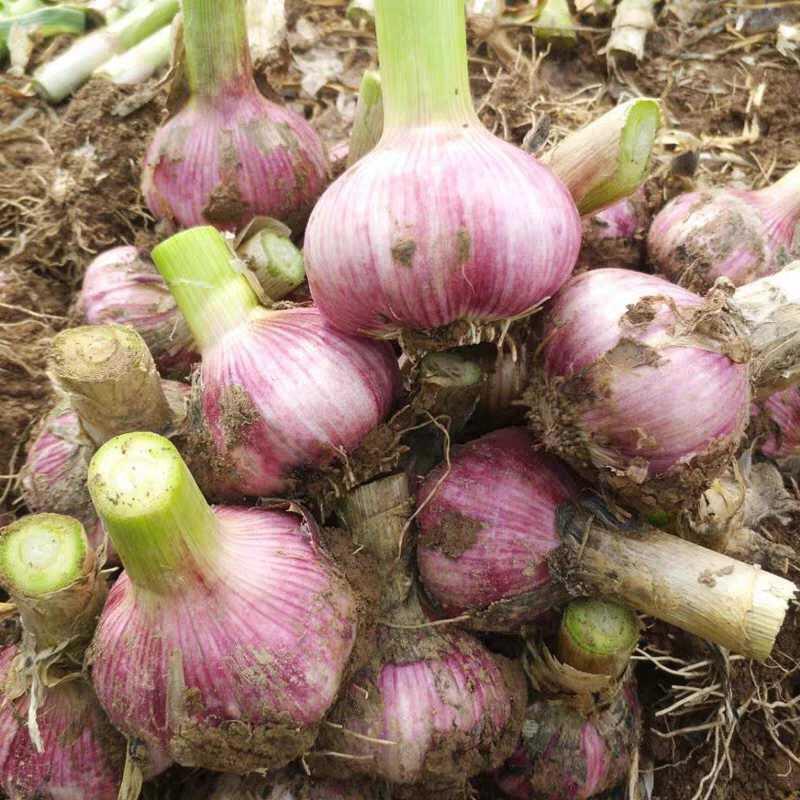 大量刚采收的紫皮无苔大蒜被整齐堆放于露天晾晒场上,蒜头外皮呈现鲜明的紫红色,农民正在翻动蒜头进行自然风干,背景为蓝天白云与农田交界,体现丰收季节的繁忙景象 采收后的紫皮无苔大蒜堆放在晾晒场上的场景