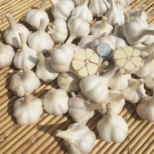 新鲜大蒜横切面展示其内部结构及周围环境 大蒜横切面特写,可见白色肉质瓣状结构,表面略带光泽,背景为厨房木质台面,旁边有几瓣未剥皮的大蒜和一把不锈钢刀
