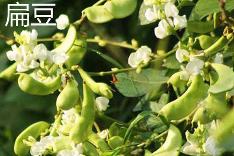 白扁豆与黄豆植株对比图