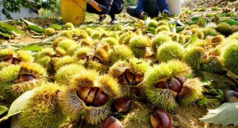 陕州区店子乡栗子坪村农户采收栗子场景