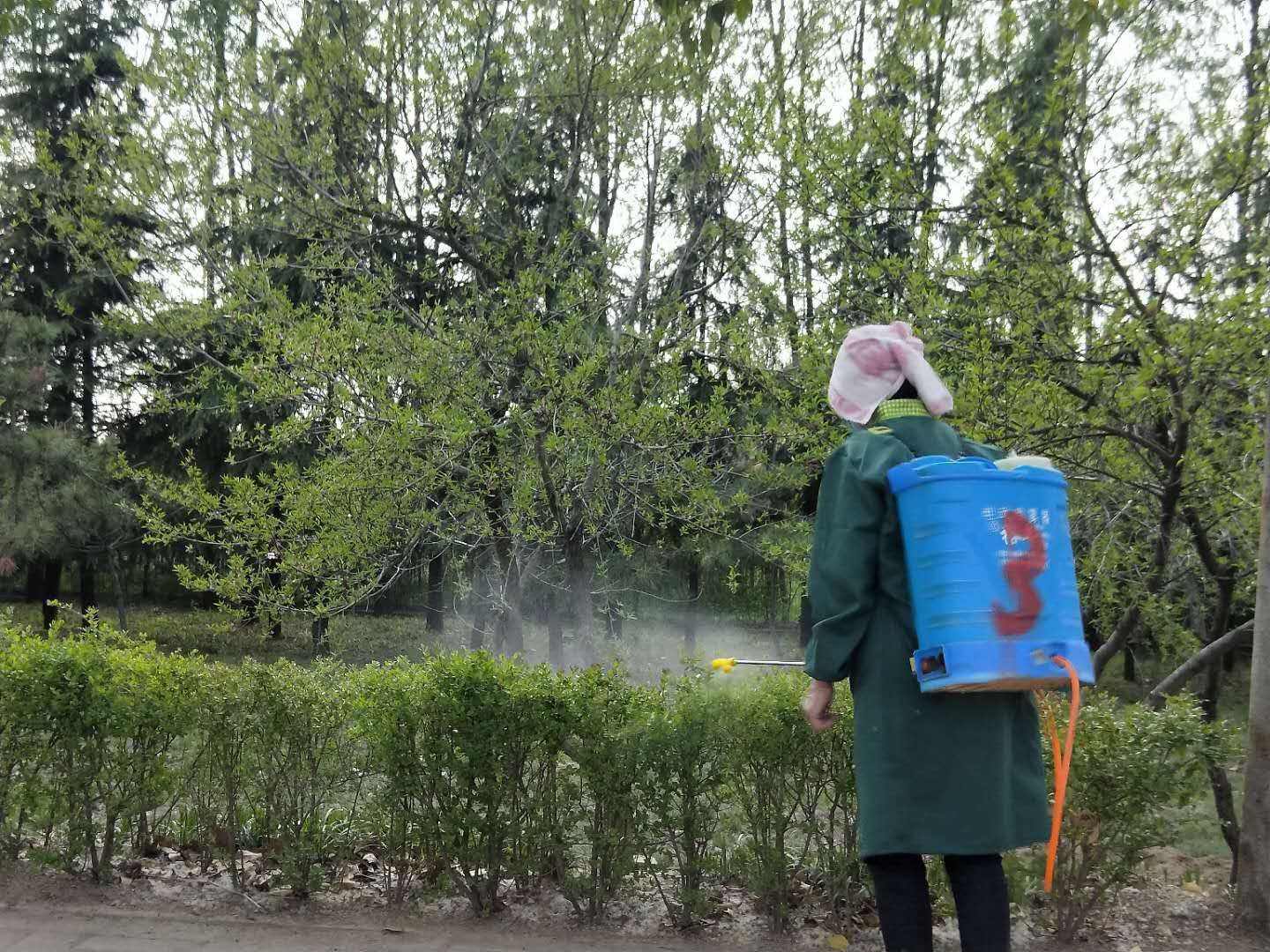 园林工人正在使用喷雾器对四季桂叶片进行喷药防治,药液均匀覆盖叶片表面 喷洒杀菌剂防治四季桂叶枯病