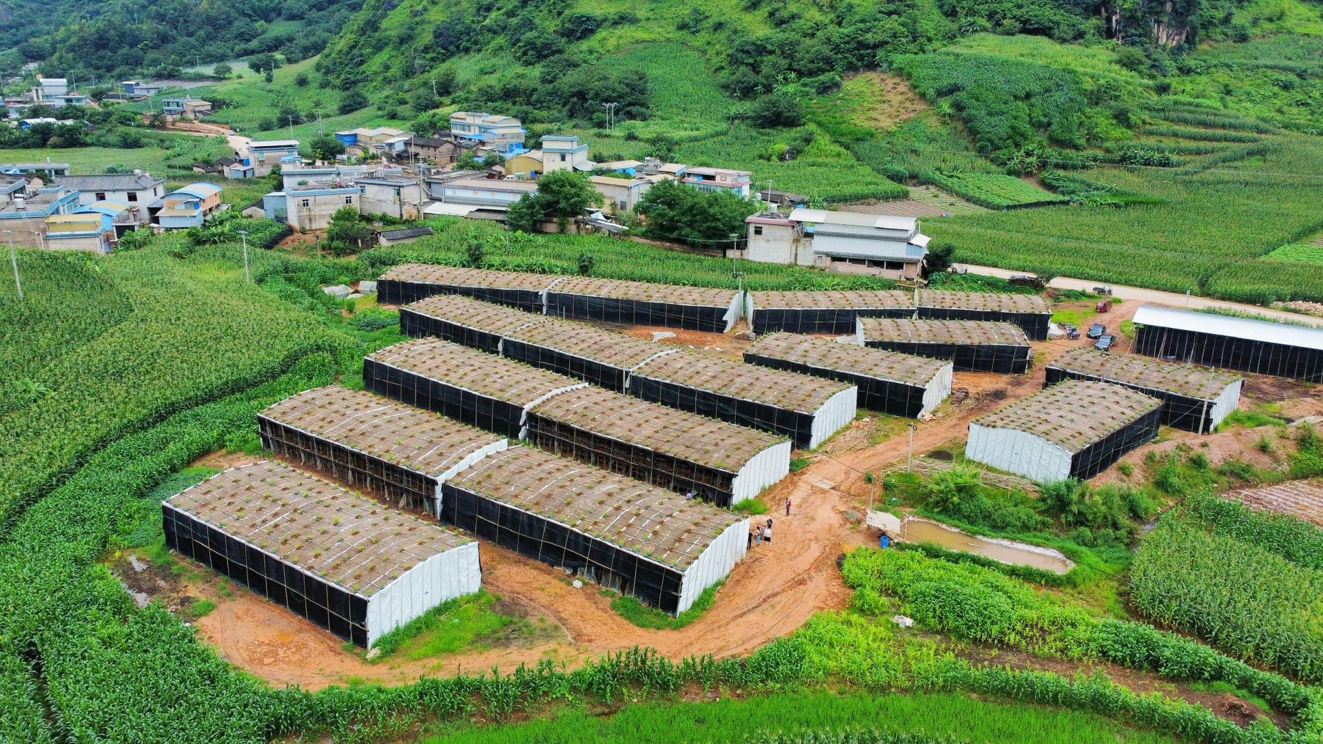 无人机航拍视角下的大山楂树种植园,整齐排列的树木覆盖山坡,大片红色果实点缀其间,农民正在田间进行采摘作业,远处可见山村屋舍与蜿蜒道路,展现现代农业与自然和谐共生的画面 大山楂树种植园全景航拍