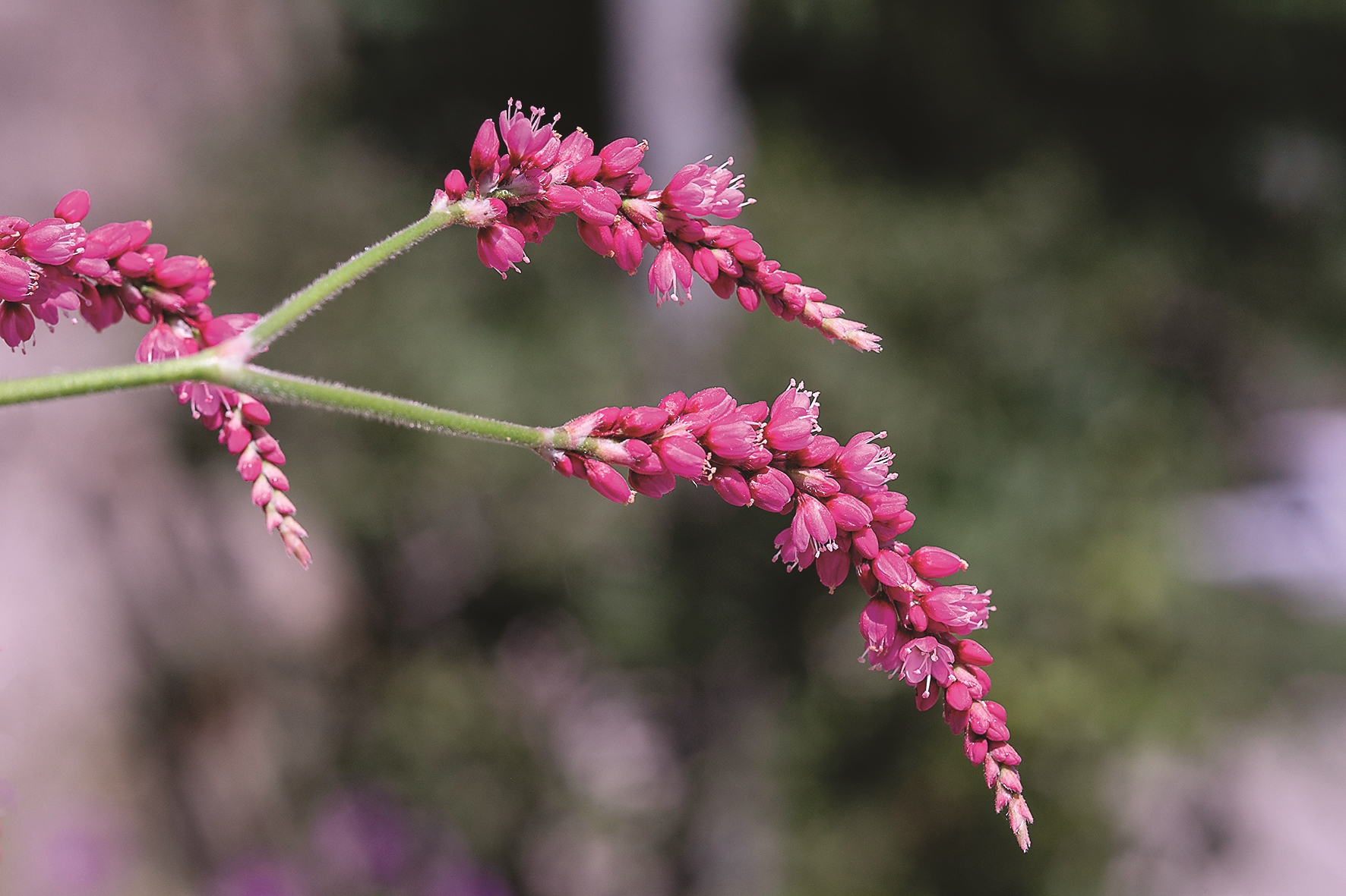 锥栗花特写