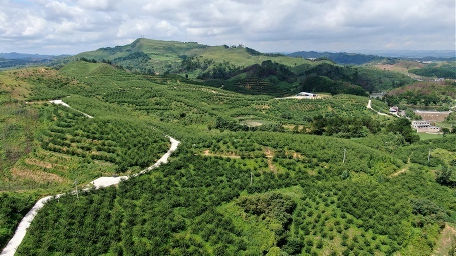 云南高山梯田中的黑桃成年果树群落