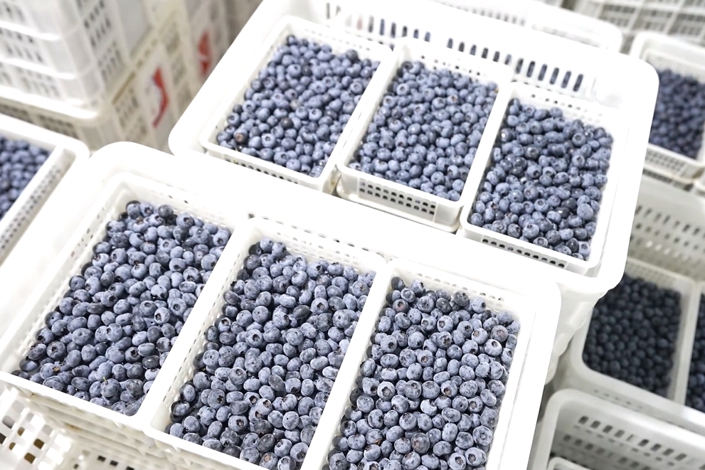 蓝莓采摘后摊放在透气竹筐中