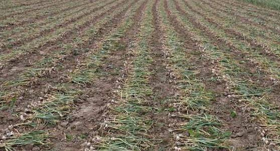 农民在田间收获大蒜