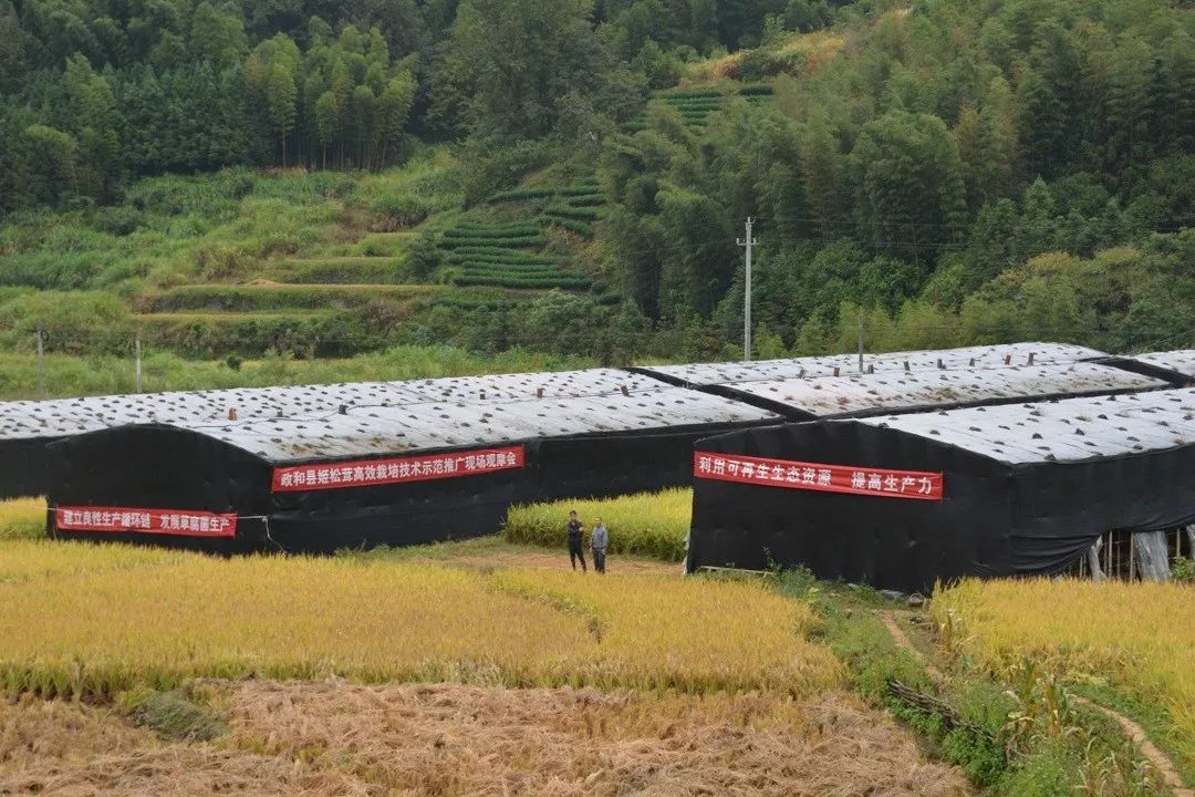姬松茸种植基地