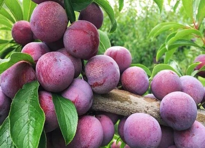 一棵成熟的紫色李子挂在枝头,旁边摆放切开的李子果实,清晰展示内部棕色种仁;背景为丘陵山地果园环境,体现油栗与李树共生的农业生态系统 李子果实与种仁剖面图