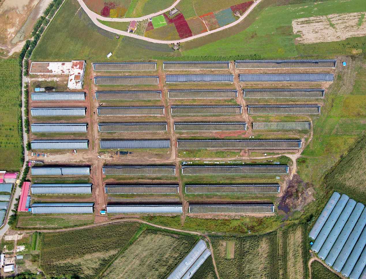 玉米与花生带状复合种植无人机航拍图