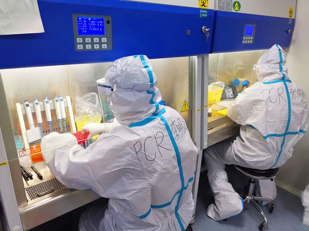 技术人员在实验室检测山东生猪病毒样本