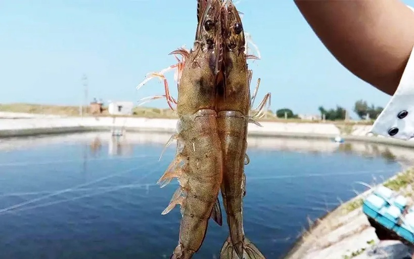清晨阳光下的南美对虾捕捞作业场景,渔民穿着防水裤在浅水中拉网,大量鲜活对虾在网中跳跃,背景为蓝色养殖池和运输车辆,展现高效收获流程 南美对虾捕捞现场