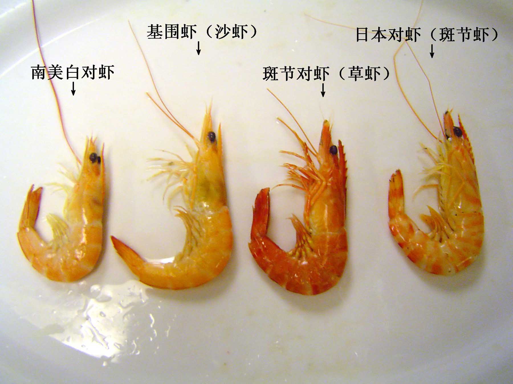凡纳滨对虾、中国对虾、斑节对虾、日本对虾品种对比图 不同品种对虾对比图