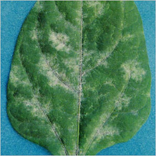藤本月季叶片上出现白色粉末状病斑
