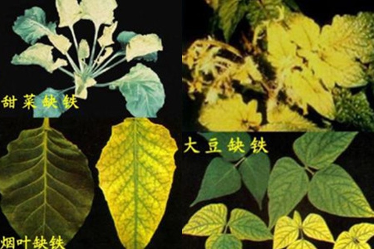 图片说明:一张对比展示芸豆在缺氮、缺铁、缺镁、缺锌等不同营养缺乏情况下的叶片黄化形态差异的高清图片,包含清晰的叶脉分布和黄化区域标注,背景为田间土壤环境 芸豆缺素症状对比图
