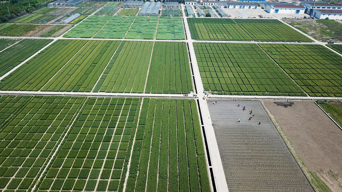 农业科研场景:专业实验室中采用低场核磁共振技术无损快速测定油菜籽含油率,体现现代育种与品质评价的精准化手段 科研人员在实验室使用核磁共振含油测定仪检测油菜籽样品,仪器屏幕显示实时含油率数值46.3%,桌面摆放多份编号种子样本与标准曲线图谱