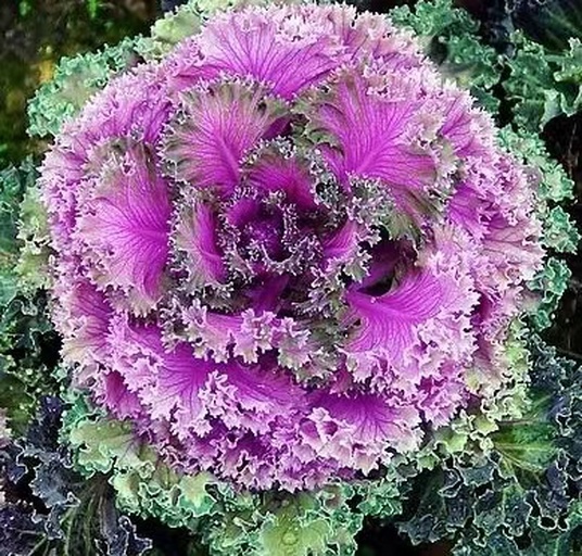 红色羽衣甘蓝的植株展示