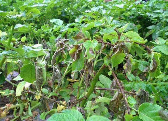 马铃薯安全与毒马铃薯对比图