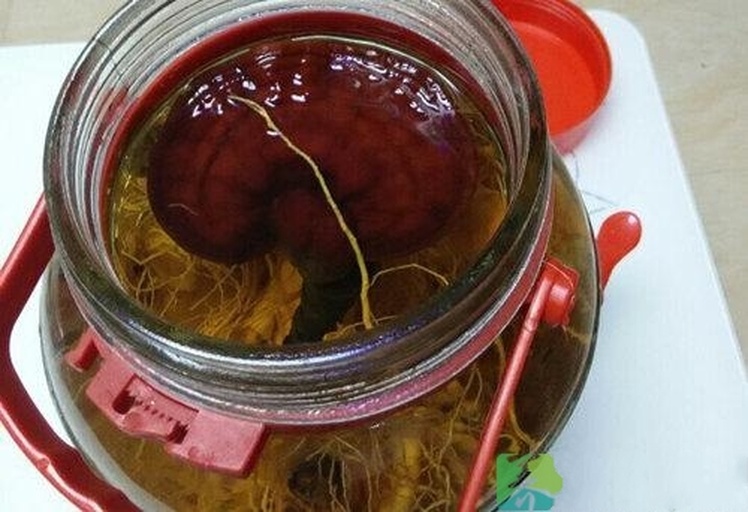 玻璃坛中浸泡着灵芝片与木瓜块的泡酒过程