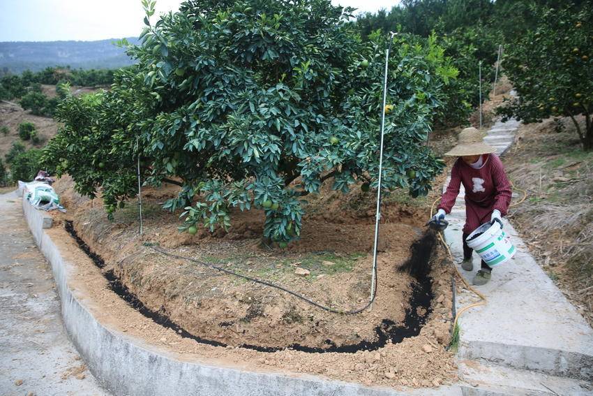 果园土壤改良操作现场
